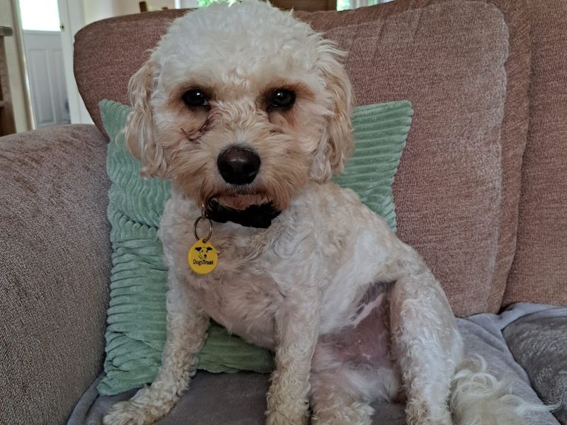 Timmy - Image 4 of 4