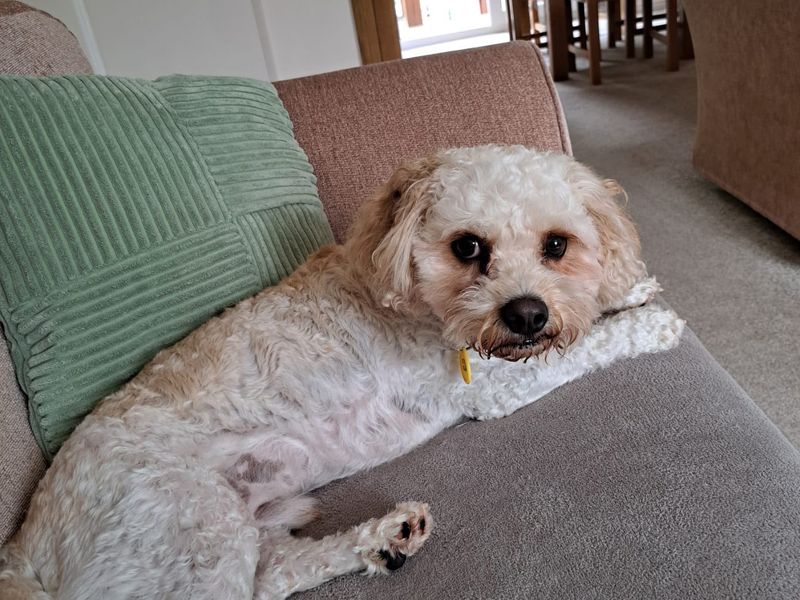 Timmy - Image 2 of 4