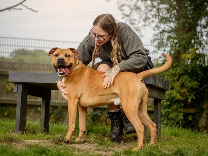 Goose | Terrier (Staffordshire Bull) Cross | Kenilworth (West Midlands) - 4