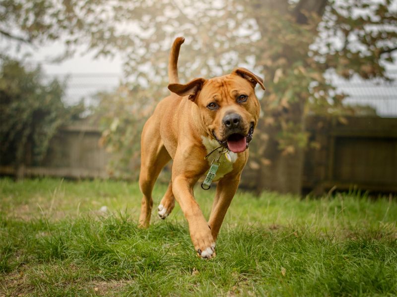 Goose | Terrier (Staffordshire Bull) Cross | Kenilworth (West Midlands) - 3
