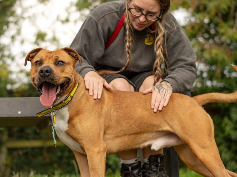Goose | Terrier (Staffordshire Bull) Cross | Kenilworth (West Midlands) - 2