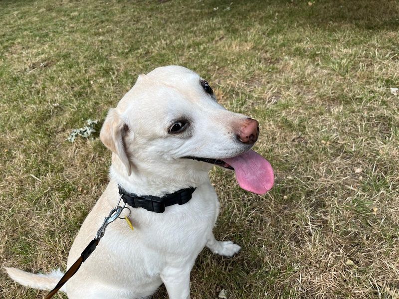 Molly | Retriever (Labrador) | Newbury (Berkshire) - 2
