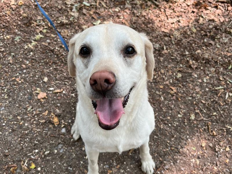 Molly | Retriever (Labrador) | Newbury (Berkshire) - 3