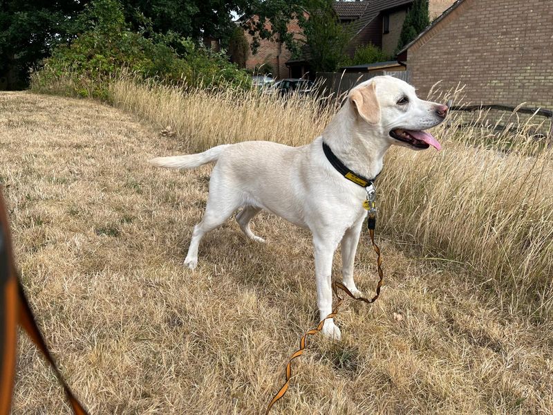 Molly | Retriever (Labrador) | Newbury (Berkshire) - 1