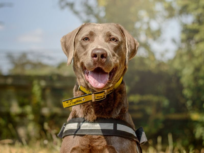 Teddy | Retriever (Labrador) | Kenilworth (West Midlands) - 2