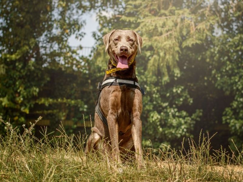 Teddy | Retriever (Labrador) | Kenilworth (West Midlands) - 3