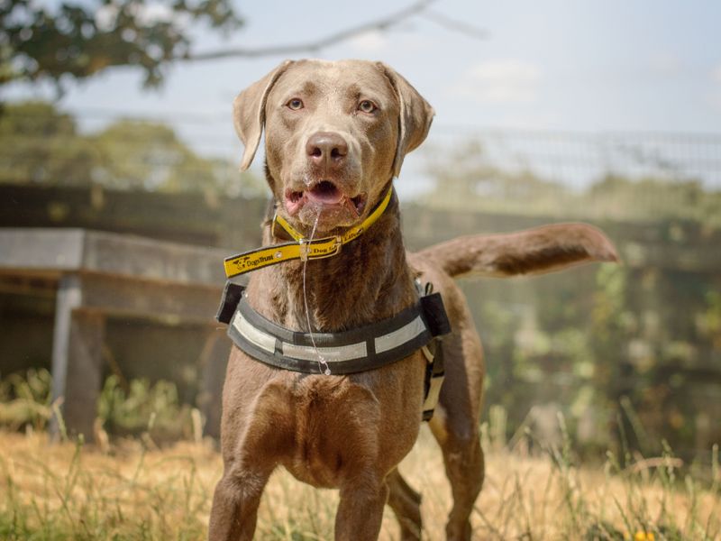Teddy | Retriever (Labrador) | Kenilworth (West Midlands) - 1