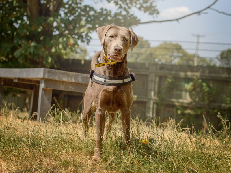 Teddy | Retriever (Labrador) | Kenilworth (West Midlands) - 4