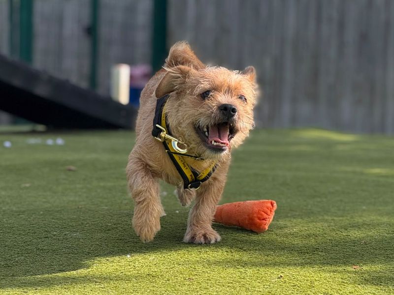 Spaghetti | Terrier (Border) Cross | Harefield West London - 3