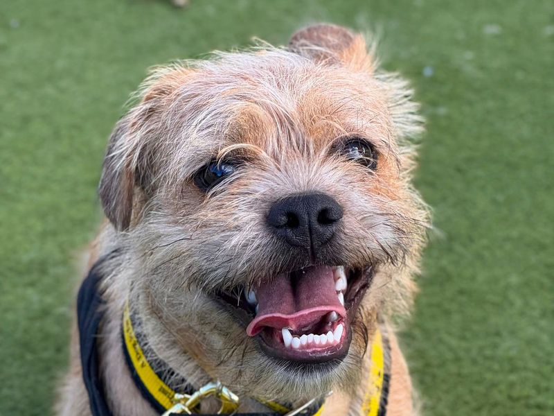 Spaghetti | Terrier (Border) Cross | Harefield West London - 2