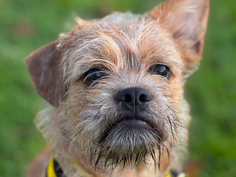 Spaghetti | Terrier (Border) Cross | Harefield West London - 1