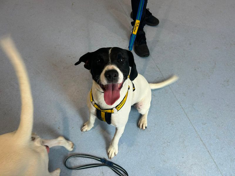 Springer Spaniel Dogs And Puppies For Adoption