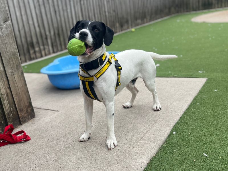 Loki | Spaniel (English Springer) Cross | Cardiff - 2
