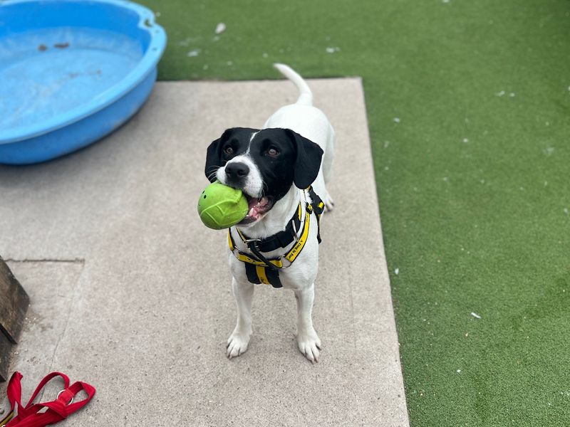 Loki | Spaniel (English Springer) Cross | Cardiff - 5