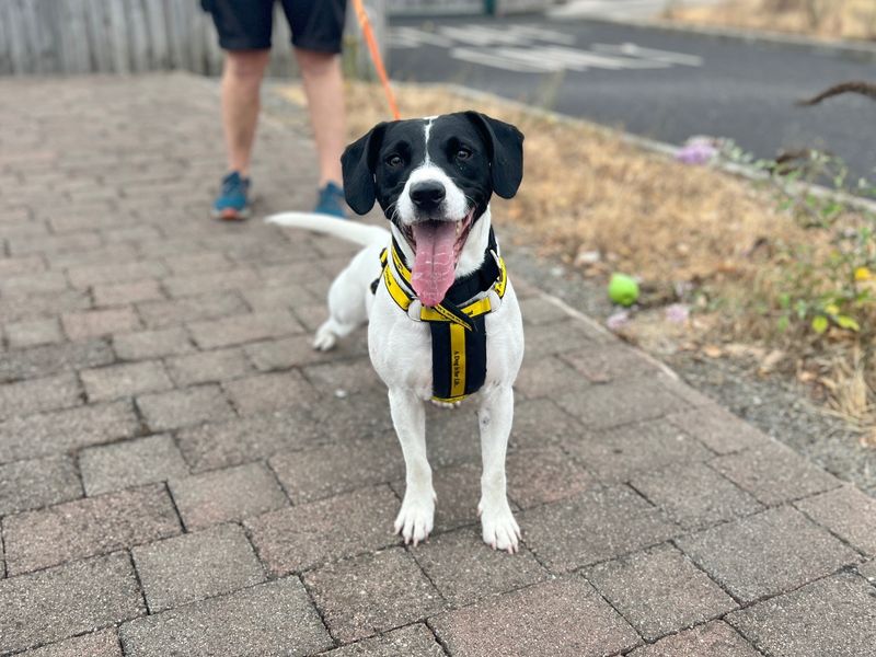 Loki | Spaniel (English Springer) Cross | Cardiff - 3