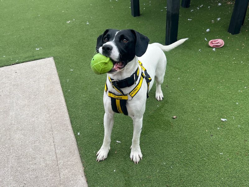 Loki | Spaniel (English Springer) Cross | Cardiff - 1