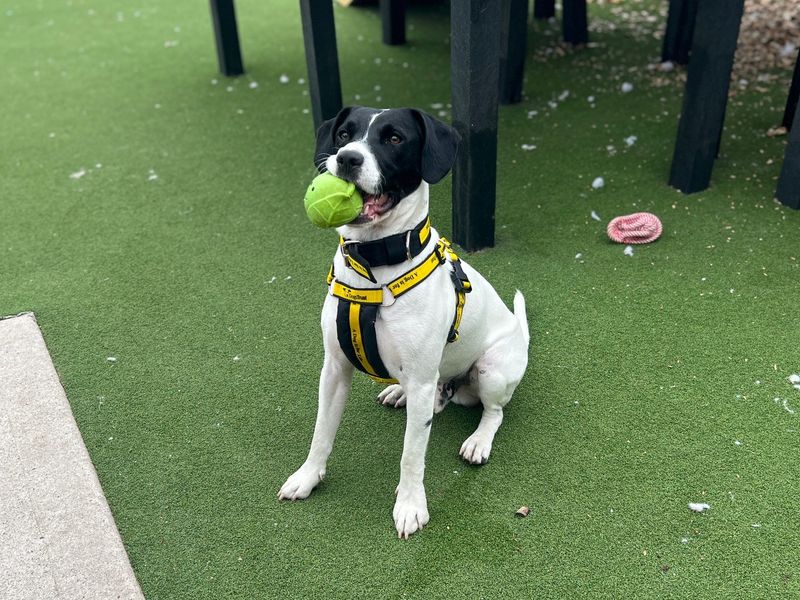Loki | Spaniel (English Springer) Cross | Cardiff - 4