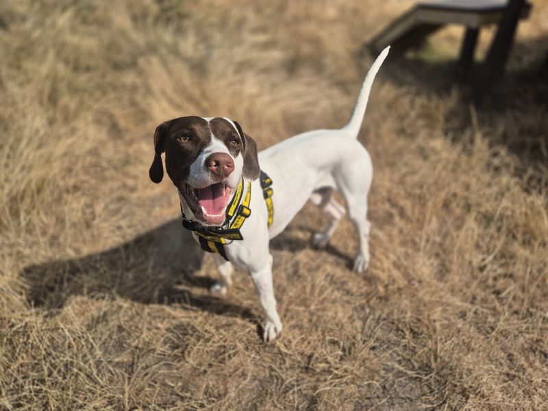 Bonzo | Spaniel (English Springer) Cross | Cardiff - 1