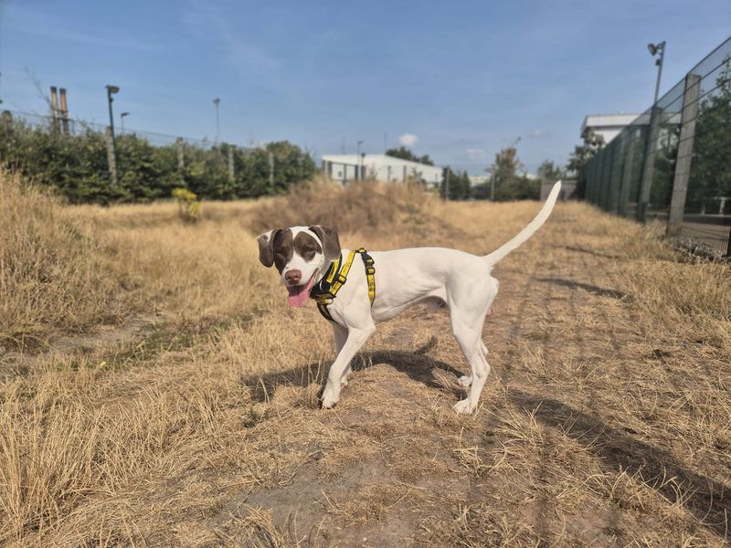 Bonzo | Spaniel (English Springer) Cross | Cardiff - 2