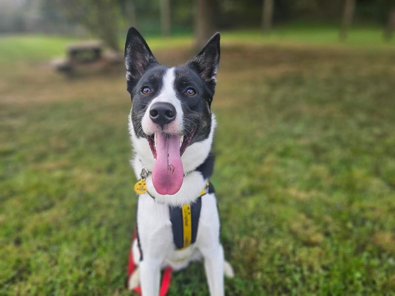 Otis | Collie (Border) | Newbury (Berkshire) - 4