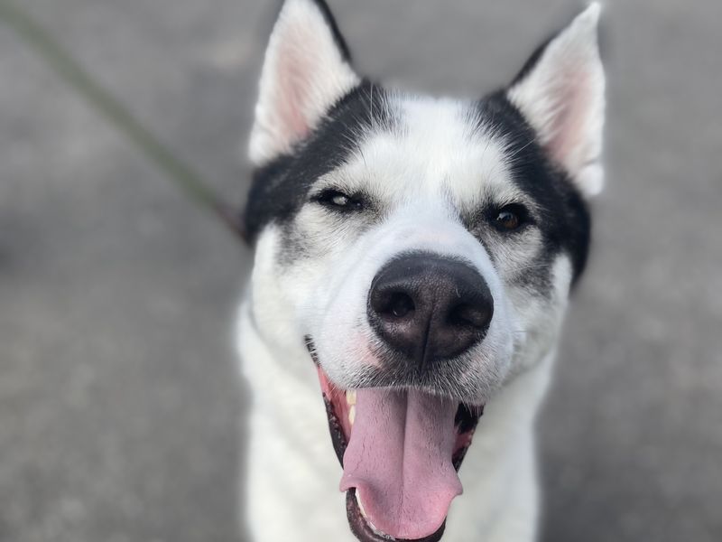 undefined | Siberian Husky | undefined - 2