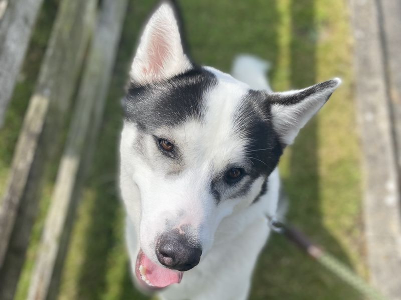 undefined | Siberian Husky | undefined - 1
