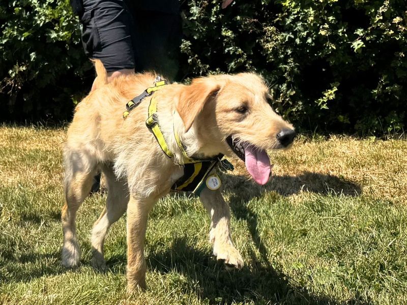 Poppy | Retriever (Labrador) Cross | Salisbury (Wiltshire) - 4