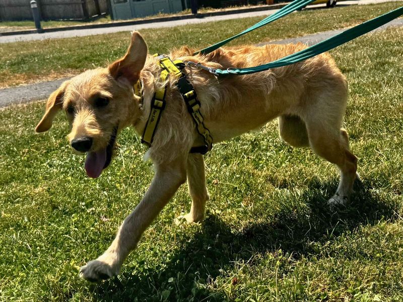 Poppy | Retriever (Labrador) Cross | Salisbury (Wiltshire) - 7