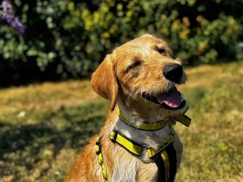 Poppy | Retriever (Labrador) Cross | Salisbury (Wiltshire) - 8