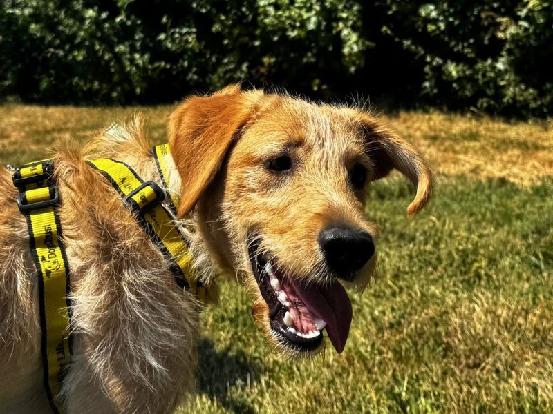 Poppy | Retriever (Labrador) Cross | Salisbury (Wiltshire) - 3
