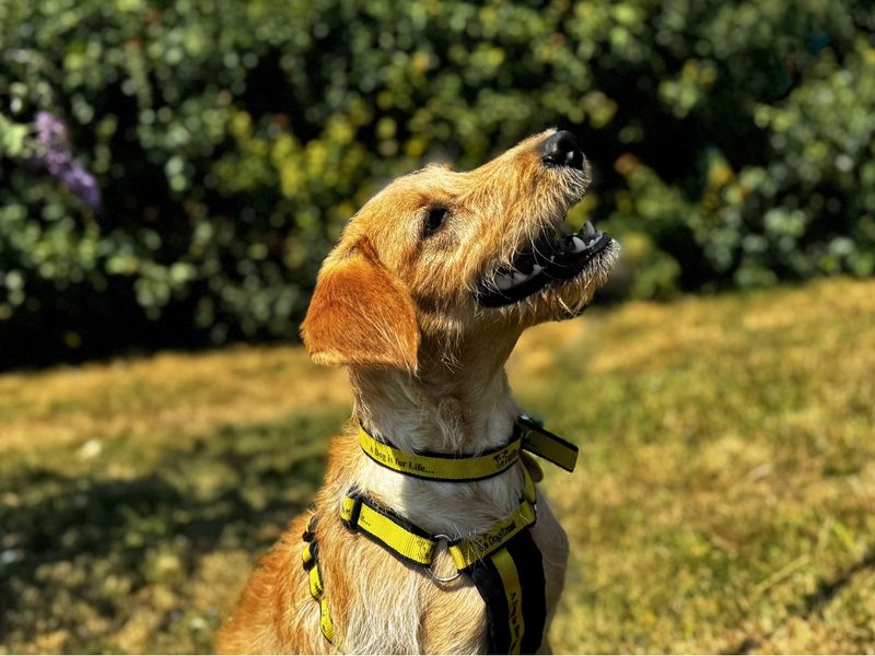 Poppy | Retriever (Labrador) Cross | Salisbury (Wiltshire) - 5