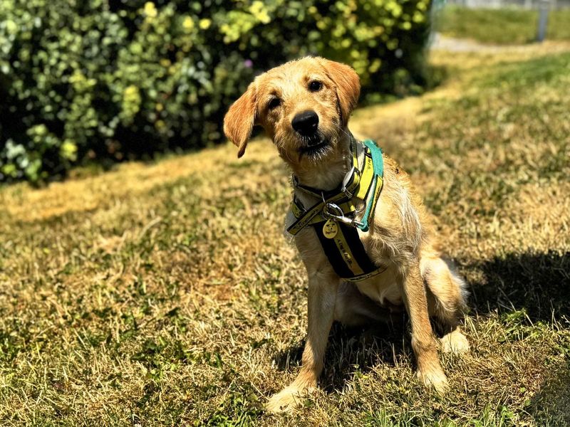 Poppy | Retriever (Labrador) Cross | Salisbury (Wiltshire) - 6