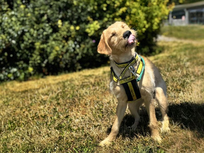 Poppy | Retriever (Labrador) Cross | Salisbury (Wiltshire) - 2