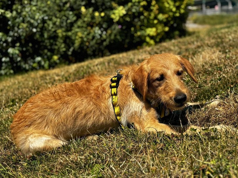 Poppy | Retriever (Labrador) Cross | Salisbury (Wiltshire) - 9