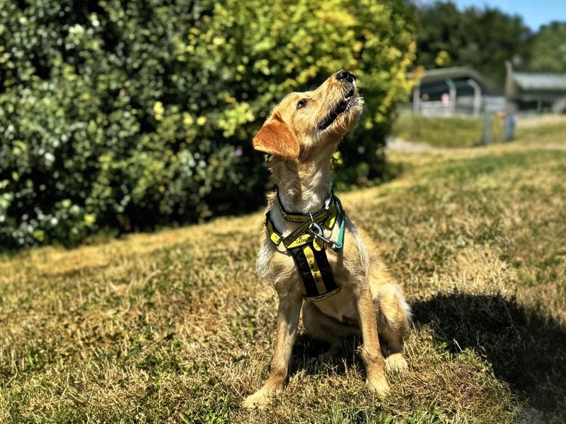 Poppy | Retriever (Labrador) Cross | Salisbury (Wiltshire) - 10