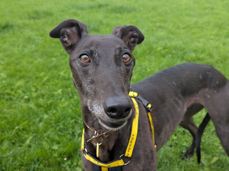 Lottie Longlegs | Greyhound | West Calder (Edinburgh) - 4