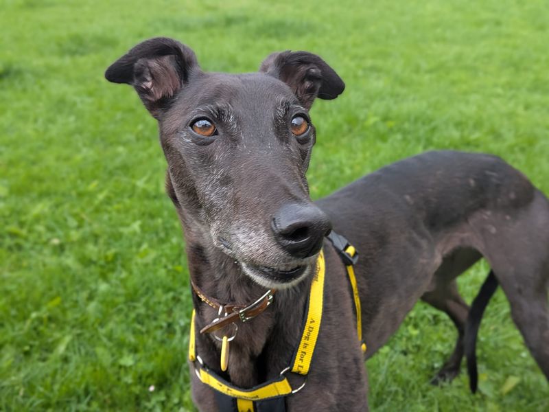 Lottie Longlegs | Greyhound | West Calder (Edinburgh) - 3