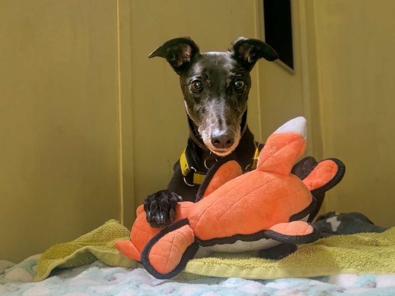 Lottie Longlegs | Greyhound | West Calder (Edinburgh) - 7