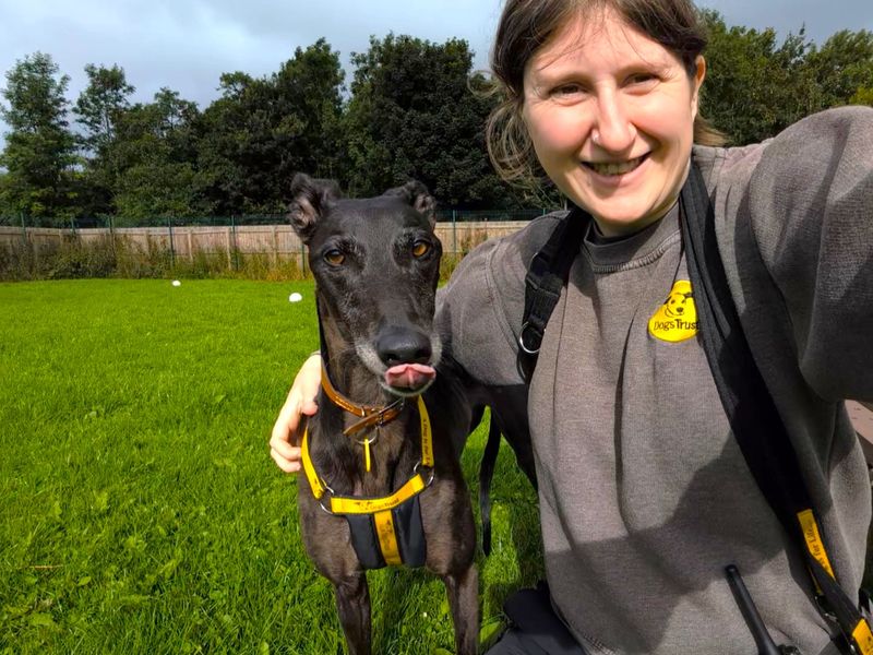 Lottie Longlegs | Greyhound | West Calder (Edinburgh) - 4