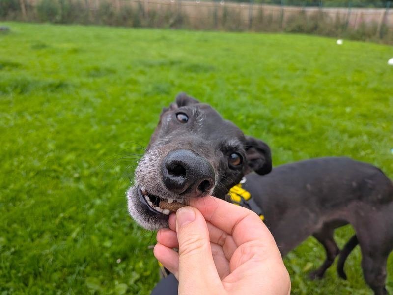 Lottie Longlegs | Greyhound | West Calder (Edinburgh) - 5