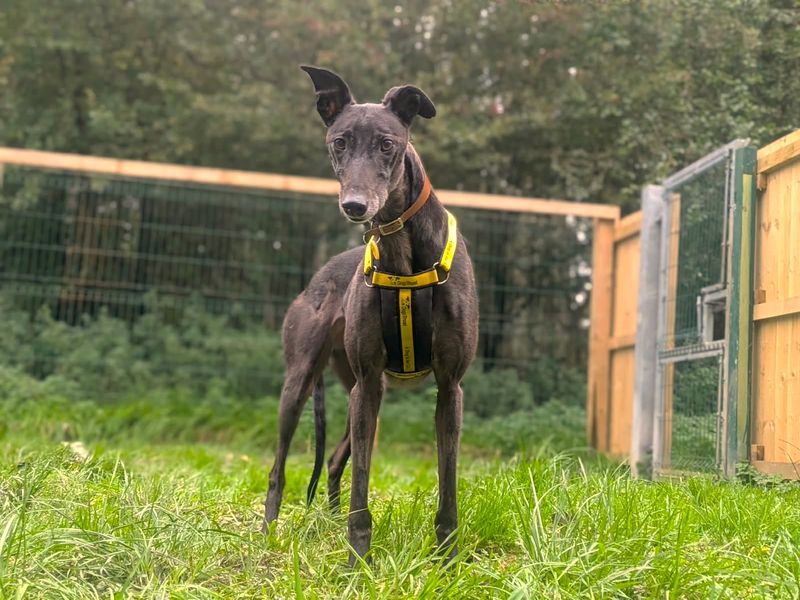 Lottie Longlegs | Greyhound | West Calder (Edinburgh) - 1