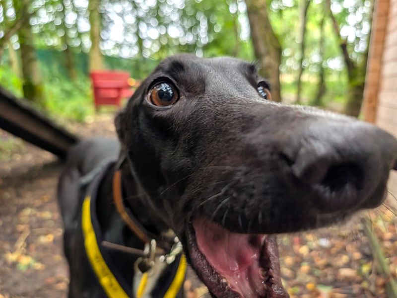 Lottie Longlegs | Greyhound | West Calder (Edinburgh) - 6