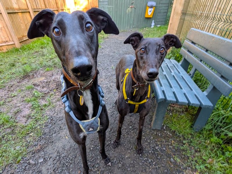 Lottie Longlegs | Greyhound | West Calder (Edinburgh) - 8
