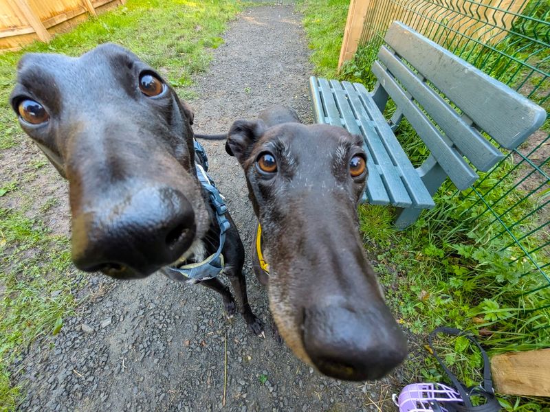 Lottie Longlegs | Greyhound | West Calder (Edinburgh) - 3