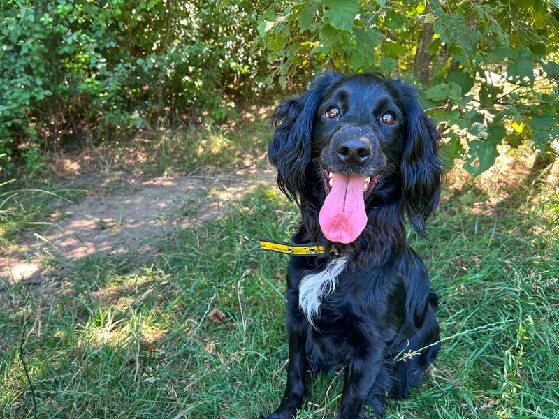 Della | Spaniel (Cocker) Cross | Basildon (Essex) - 4
