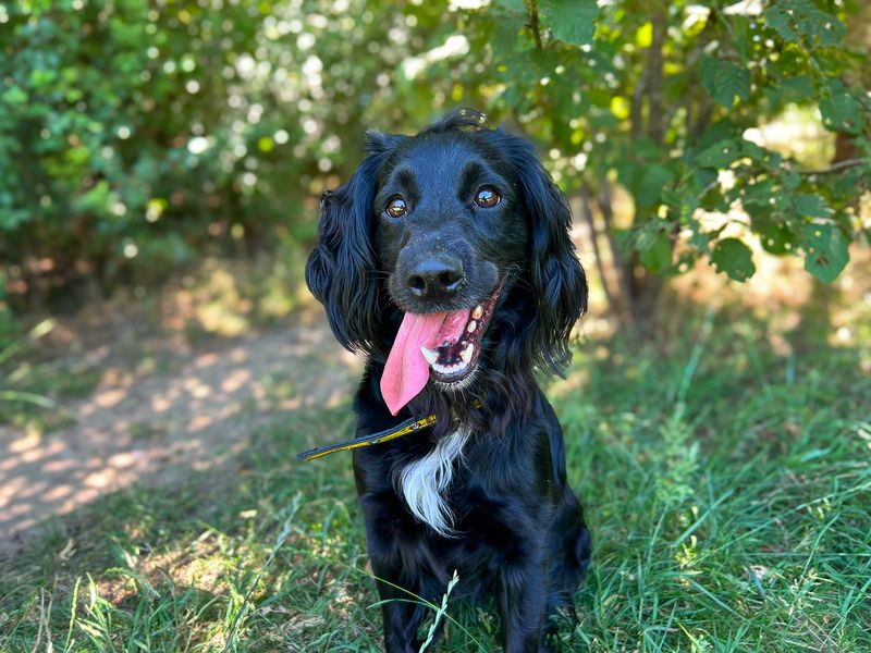 Della | Spaniel (Cocker) Cross | Basildon (Essex) - 1