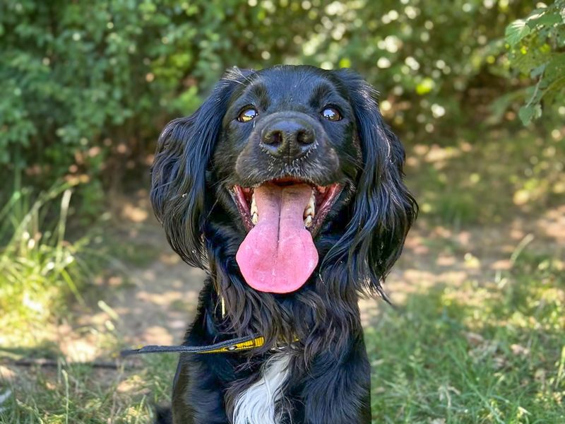 Della | Spaniel (Cocker) Cross | Basildon (Essex) - 3