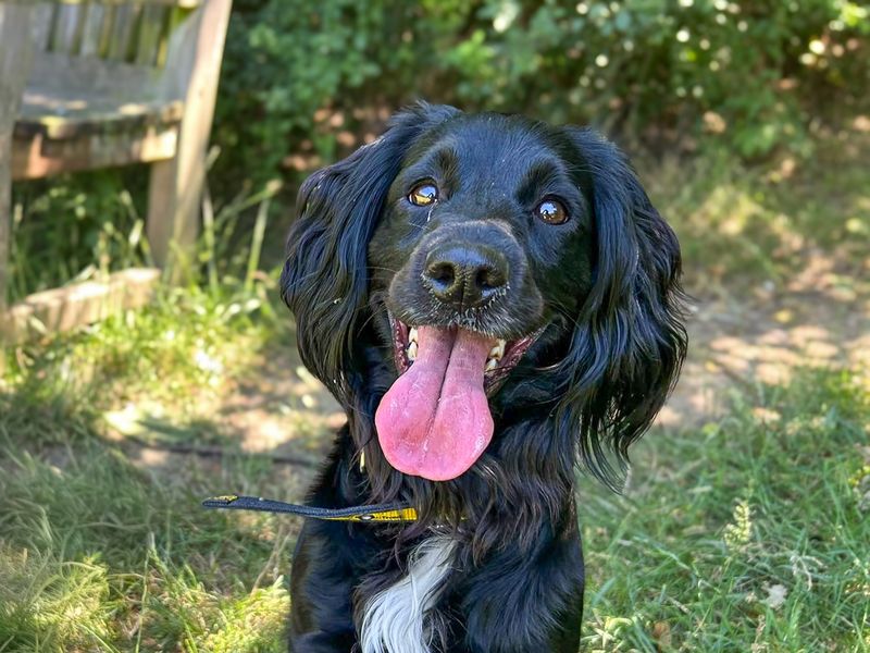 Della | Spaniel (Cocker) Cross | Basildon (Essex) - 6