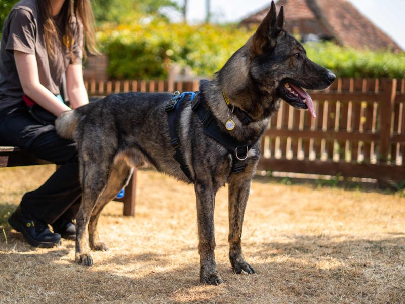 Dublin | Siberian Husky Cross | Newbury (Berkshire) - 4
