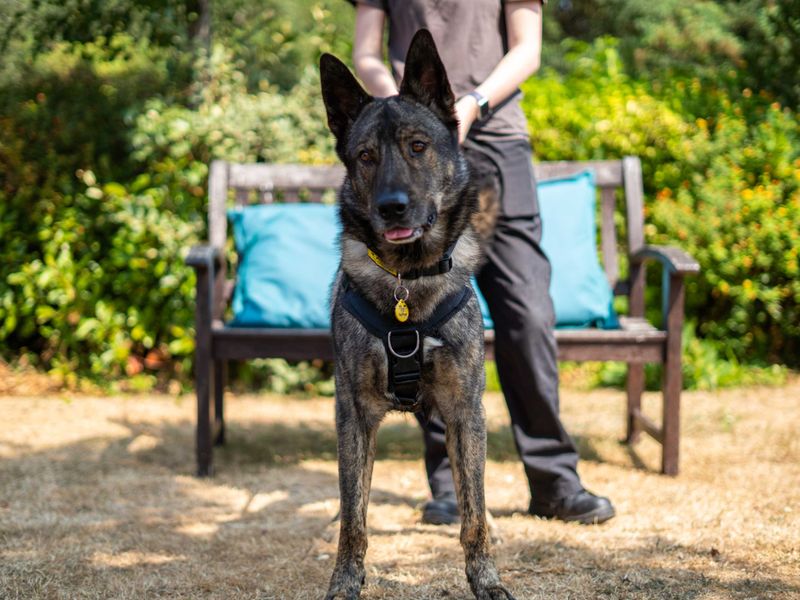 Dublin | Siberian Husky Cross | Newbury (Berkshire) - 5